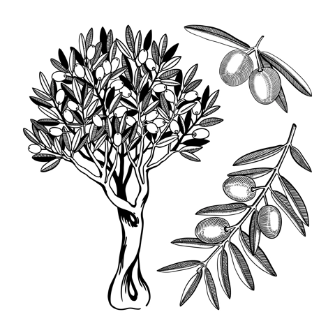 Vintage olive illustrations set. Decorative tree with fruit drawing. Hand drawn branches with leaves and fruits. Natural oil ingredient isolated on white background. Greek or Italian food sketches